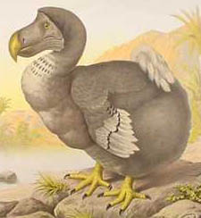 Der Dodo Die Zukunft der Personalberatung liegt im Netz Ein Essay